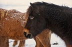 Islandpferde im Schnee